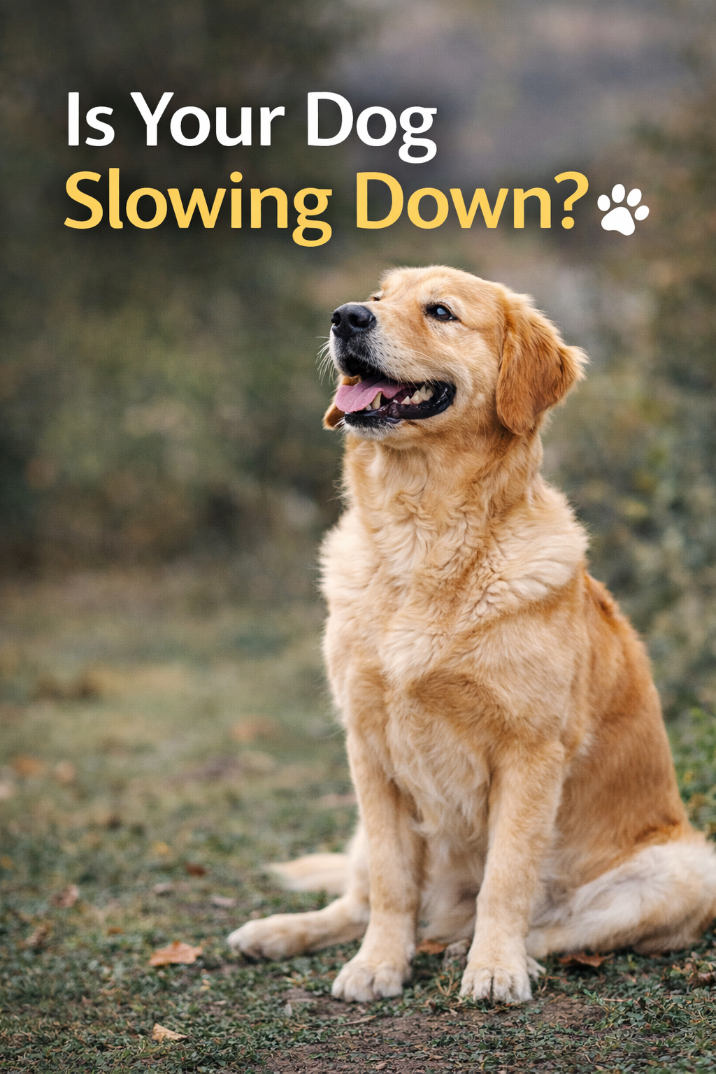 Is Your Dog Slowing Down? Signs They May Need Extra Hip & Joint Support