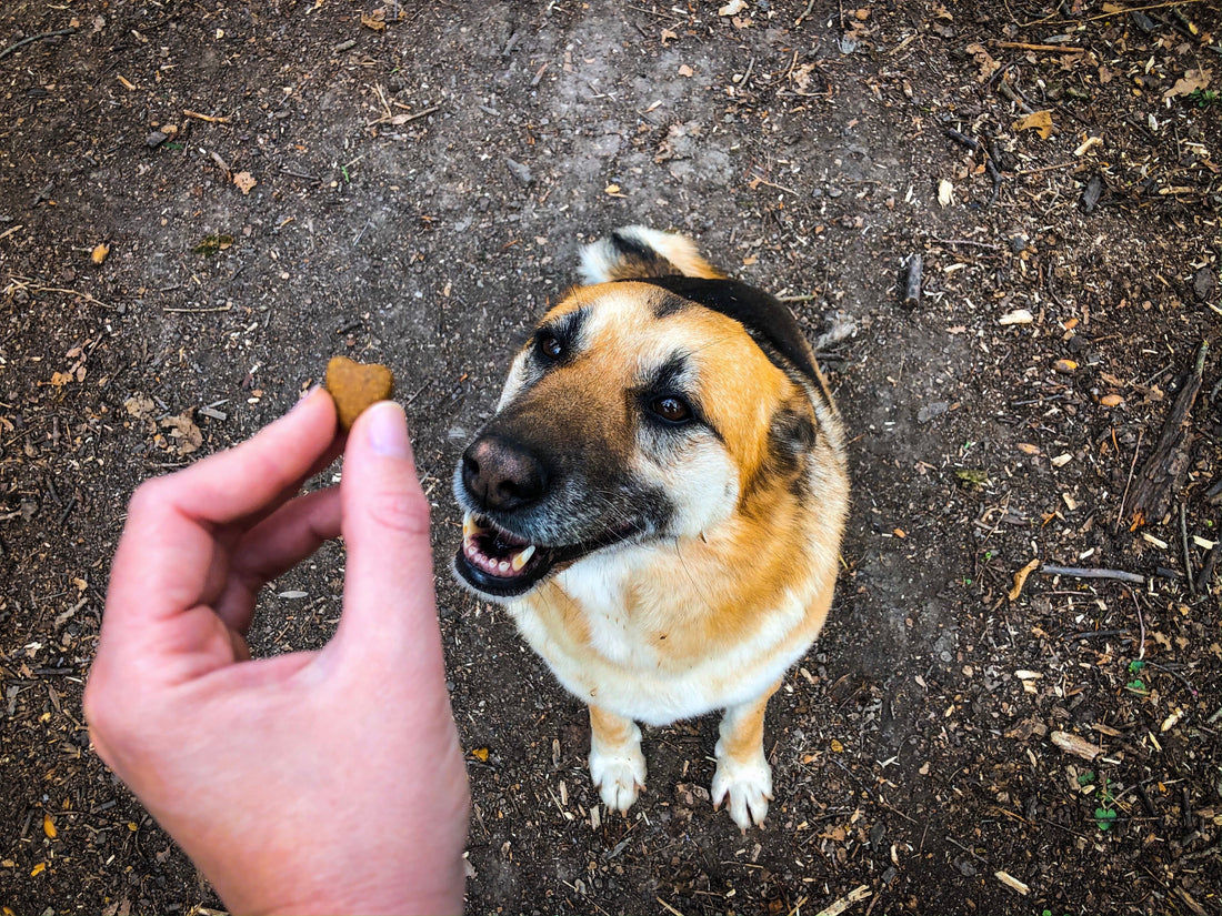 Why Supplements Are Essential for Your Pet’s Health