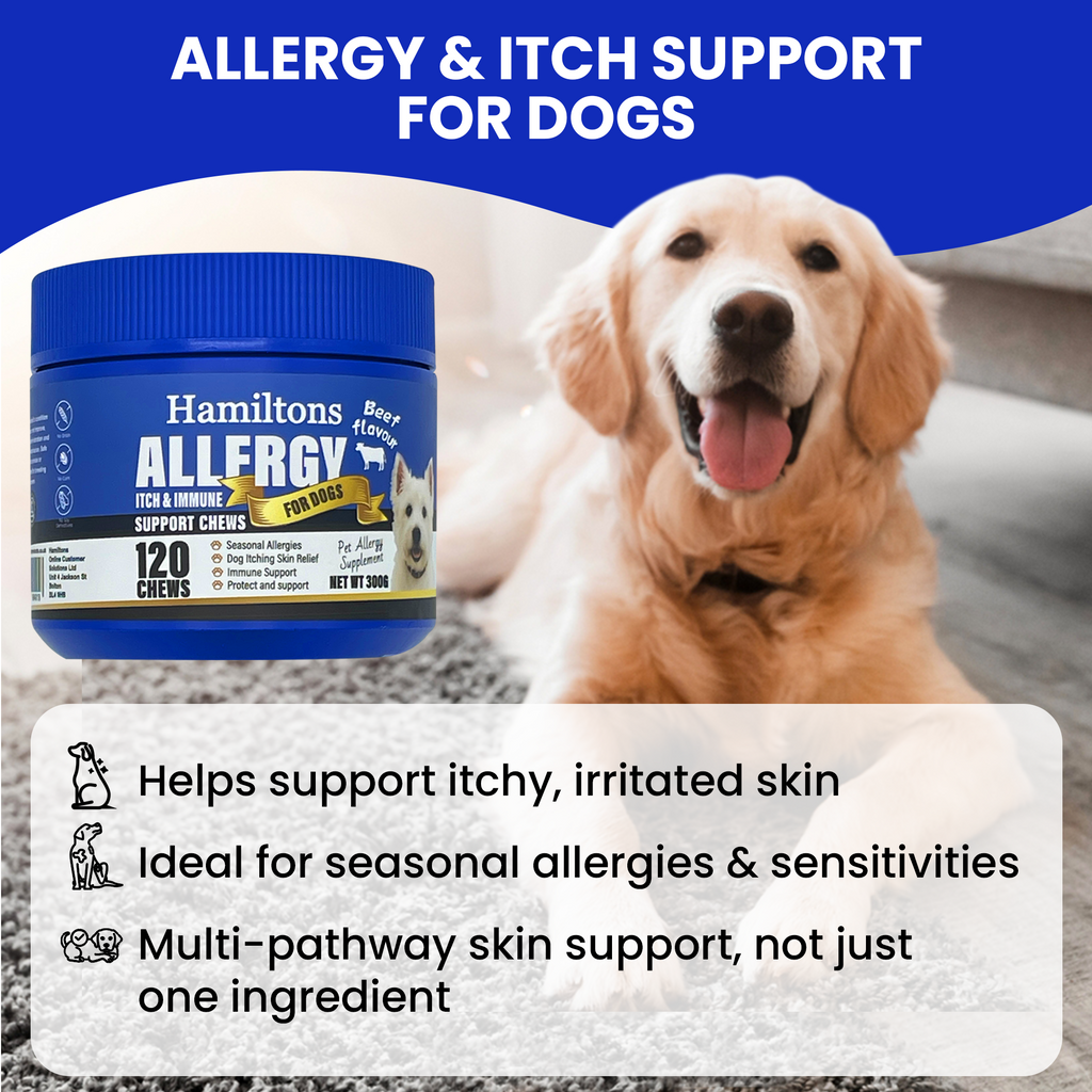 Dog with a jar of Hamilton's Allergy & Itch Support for Dogs on a blue background