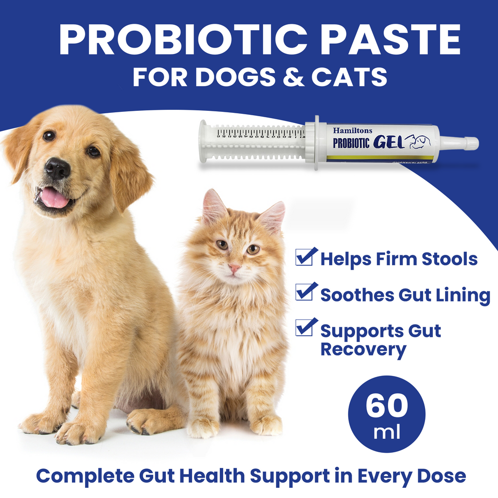 Hamiltons Probiotic Paste Gel for Dogs and Cats Chicken Flavour 60ml - Gut Health Digestive Supplement