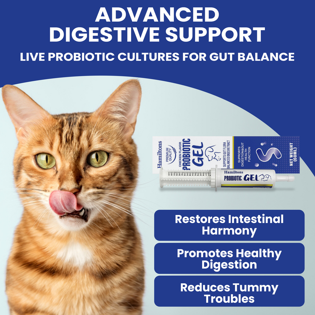 Hamiltons Probiotic Paste Gel for Dogs and Cats Chicken Flavour 60ml - Gut Health Digestive Supplement